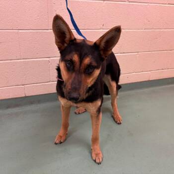 Mixed Breed Dogs Available for Adoption in Memphis, Tennessee - Shana | PetCurious