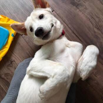 Dao -  Jindo Dog for Adoption in Northbrook, Illinois - Dao | PetCurious