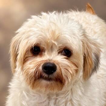 Rolo -  Poodle and Maltipoo Dog for Adoption in Hondo, Texas - Rolo | PetCurious