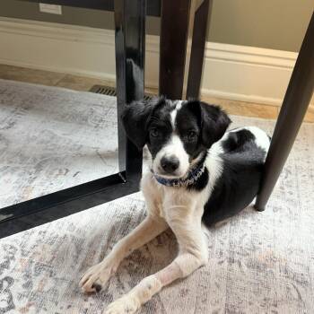Mickey -  Pointer Dog for Adoption in Mentor, Ohio - Mickey | PetCurious