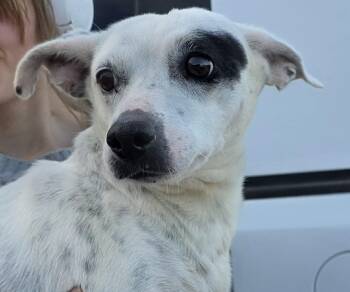 Jack Russell Terrier Dogs Available for Adoption - Tere | PetCurious