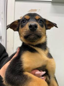 Quokka -  Shepherd and Husky Dog for Adoption in Yellowknife, Northwest Territories - Quokka | PetCurious