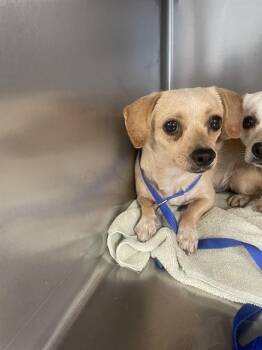 MING MING -  Chihuahua and Mixed Breed Dog for Adoption in Tallahassee, Florida - MING MING | PetCurious