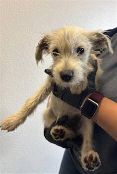 Poodle and Schnauzer Dogs Available for Adoption in Ontario, California - PEACH | PetCurious