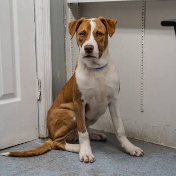 Rescue Terrier Dogs for Adoption in Pawling, New York - Micah | PetCurious