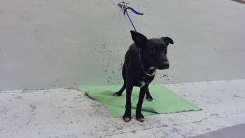 DAISY GREY -  Labrador Retriever and Mixed Breed Dog for Adoption in Houston, Texas - DAISY GREY | PetCurious