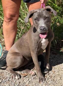 Snazzy -  Pit Bull Terrier and Mixed Breed Dog for Adoption - Snazzy | PetCurious