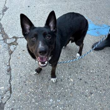 Maya -  Shepherd Dog for Adoption in Newark, New Jersey - Maya | PetCurious