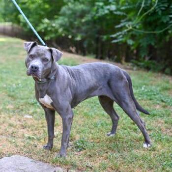 Mixed Breed Dogs Available for Adoption in Chamblee, Georgia - Pineapple | PetCurious