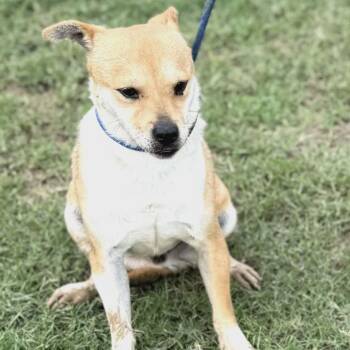 Corgi Dogs Available for Adoption in Williston, Vermont - Theo | PetCurious