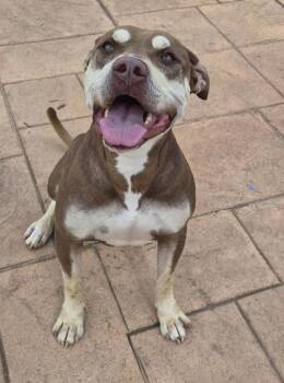 Cash -  Terrier and Great Dane Dog for Adoption in Shreveport, Louisiana - Cash | PetCurious