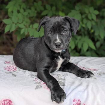 Labrador Retriever and Pit Bull Terrier Dogs Available for Adoption in Tyrone, Georgia - Lilly 05-0606 | PetCurious