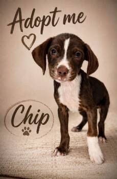 Chip -  Miniature Pinscher and Terrier Dog for Adoption in Baton Rouge, Louisiana - Chip | PetCurious