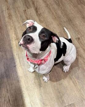 Pit Bull Terrier Dogs Available for Adoption - MARILYN | PetCurious