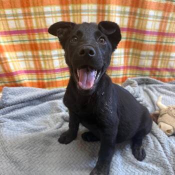 Sammy 052708A -  Retriever and Shepherd Dog for Adoption in Amory, Mississippi - Sammy 052708A | PetCurious