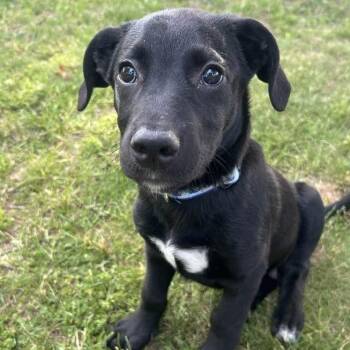 Scott -  Mixed Breed Dog for Adoption in West Olive, Michigan - Scott | PetCurious