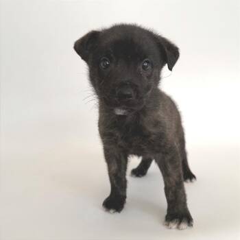Crumpet -  Mixed Breed Dog for Adoption in Brentwood, Missouri - Crumpet | PetCurious