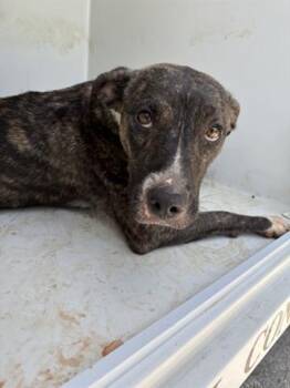 Rescue Labrador Retriever and Mixed Breed Dogs for Adoption in Houston, Texas - A639743 | PetCurious