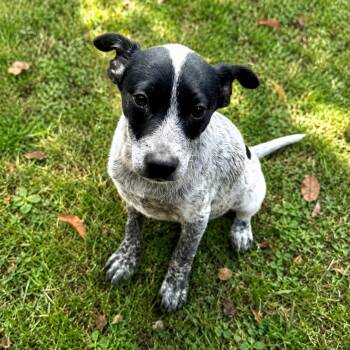 Australian Cattle Dog Blue Heeler Dogs Available for Adoption in Atlanta, Texas - Bink | PetCurious