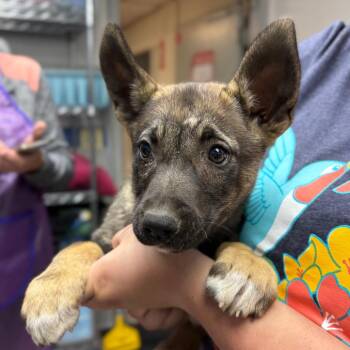 Lilly -  Mixed Breed Dog for Adoption in Spokane, Washington - Lilly | PetCurious