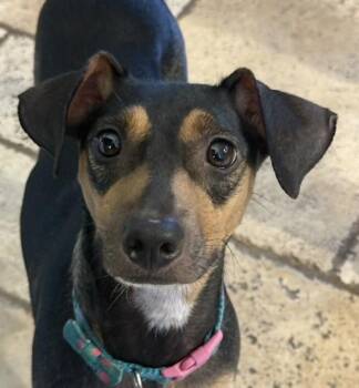 Mama Ginger -  Beagle and Dachshund Dog for Adoption in Lafayette, California - Mama Ginger | PetCurious
