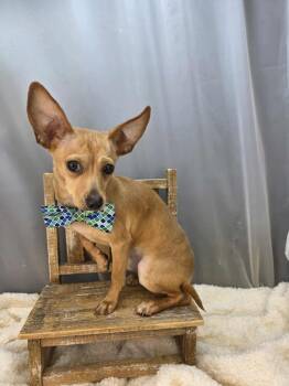 Chihuahua Dogs Available for Adoption - Jo Jo | PetCurious