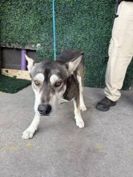 61634142 -  Husky and Mixed Breed Dog for Adoption in El Paso, Texas - 61634142 | PetCurious