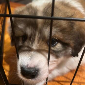 Mixed Breed Dogs Available for Adoption in Durham, North Carolina - Sophia | PetCurious