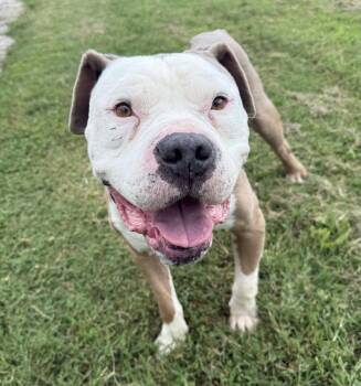 Boss -  American Bully Dog for Adoption in Evansville, Indiana - Boss | PetCurious