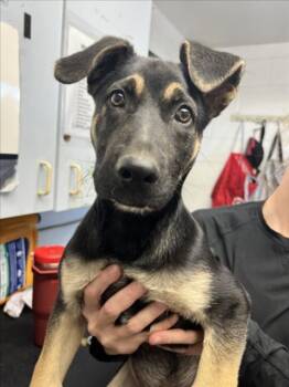 German Shepherd Dog Dogs Available for Adoption in Woodland, California - *DRAGONFRUIT | PetCurious