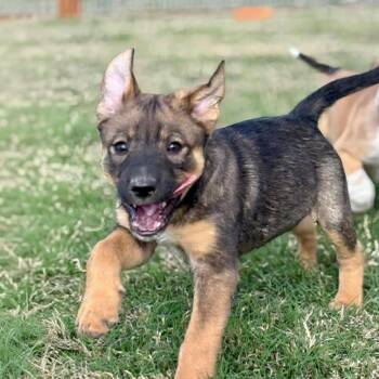 Terrier and Australian Cattle Dog Blue Heeler Dogs Available for Adoption in San Antonio, Texas - Zoro | PetCurious