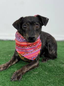 Chihuahua and Mixed Breed Dogs Available for Adoption in Carlsbad, California - Pete | PetCurious
