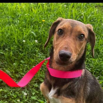 Zoey -  Beagle and Mixed Breed Dog for Adoption in Washington, District Of Columbia - Zoey | PetCurious