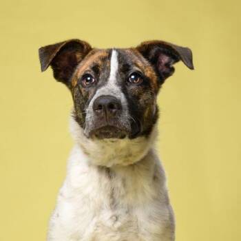 Stellar -  Mixed Breed Dog for Adoption in Atlanta, Georgia - Stellar | PetCurious