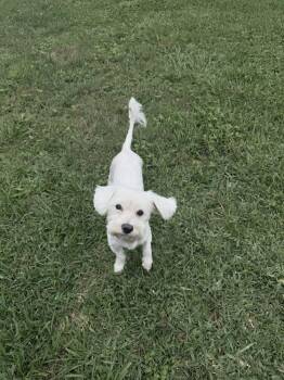Maltese Dogs Available for Adoption in Richmond, Texas - Cass | PetCurious
