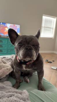 DD -  French Bulldog Dog for Adoption in Chandler, Arizona - DD | PetCurious