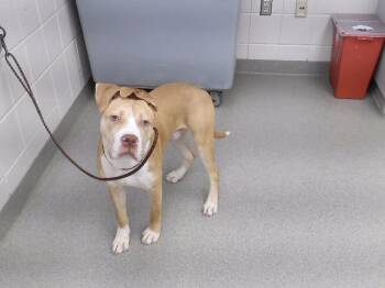 THUNDER -  Labrador Retriever and Mixed Breed Dog for Adoption in Omaha, Nebraska - THUNDER | PetCurious