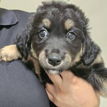 Belle -  Australian Shepherd and Mixed Breed Dog for Adoption in Buffalo, Minnesota - Belle | PetCurious