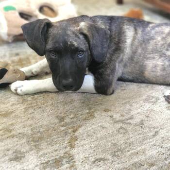 Gracie -  Plott Hound Dog for Adoption in Shakopee, Minnesota - Gracie | PetCurious