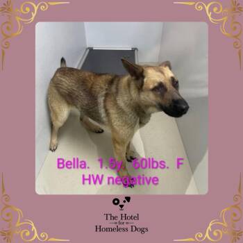 Bella -  German Shepherd Dog and Shepherd Dog for Adoption in Cumberland, Rhode Island - Bella | PetCurious