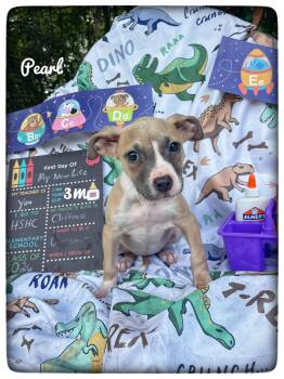 Pearl -  American Staffordshire Terrier Dog for Adoption in Sebring, Florida - Pearl | PetCurious