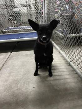 Blacky -  Chihuahua Dog for Adoption in Victorville, California - Blacky | PetCurious