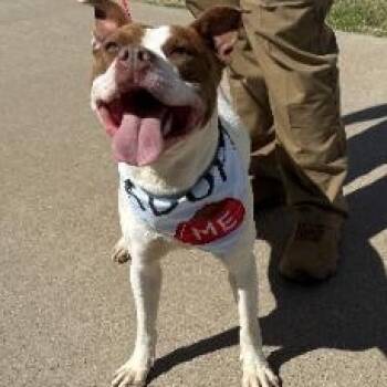 Rescue Terrier Dogs for Adoption in Waxahachie, Texas - Park | PetCurious