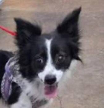 Terrier Dogs Available for Adoption - Starla | PetCurious