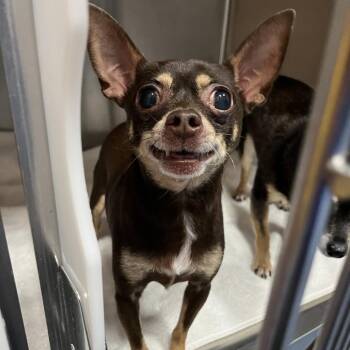 Drake -  Chihuahua Dog for Adoption in Greensboro, North Carolina - Drake | PetCurious