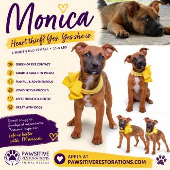 MONICA -  Australian Shepherd and Boxer Dog for Adoption in Foxfield, Colorado - MONICA | PetCurious