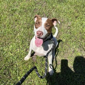 Mama -  Pit Bull Terrier Dog for Adoption in Woodbine, Georgia - Mama | PetCurious
