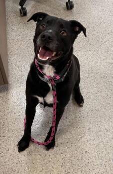 Apollo The  Third -  Pit Bull Terrier and Mixed Breed Dog for Adoption in Fishers, Indiana - Apollo The  Third | PetCurious