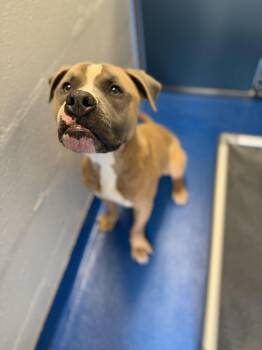 Hound and Terrier Dogs Available for Adoption in Lancaster, South Carolina - Rango | PetCurious