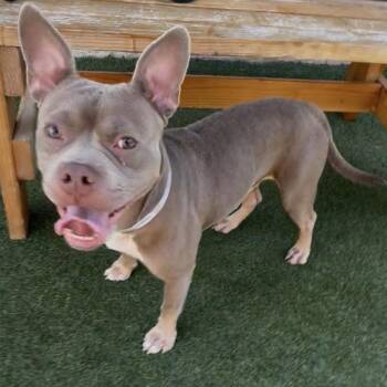 Eeyore -  French Bulldog and Mixed Breed Dog for Adoption in Hawthorne, California - Eeyore | PetCurious